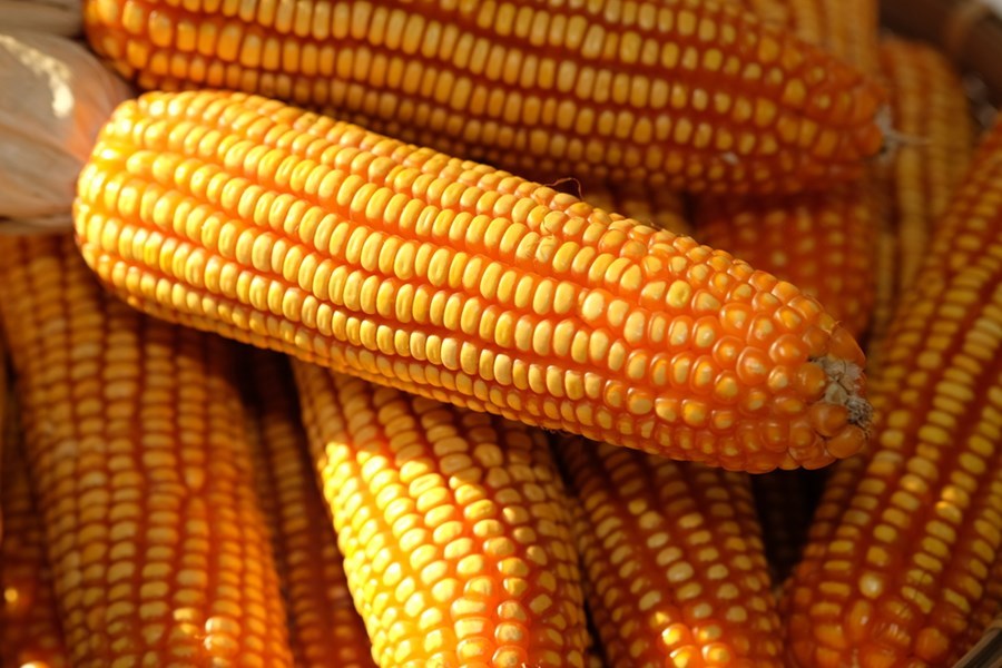 Depois de forte rali, preços do milho caem ao menor patamar de maio e soja desacelera