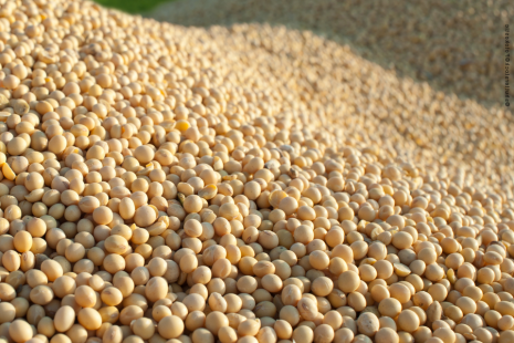 Lucro da SLC Agrícola salta 141%, a R$ 377 mi, puxado pela alta de preços e safra recorde de soja