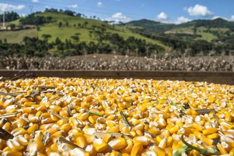 Soja e milho encerram semana em alta e EUA têm 99% da exportação de milho comprometida