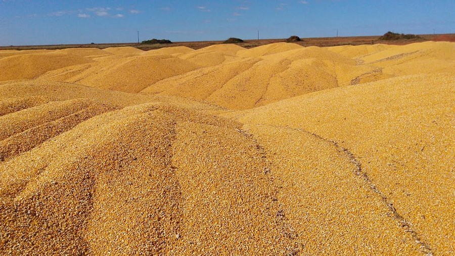 Brasil começa a receber milho argentino; BRF e JBS são compradores, Aurora avalia