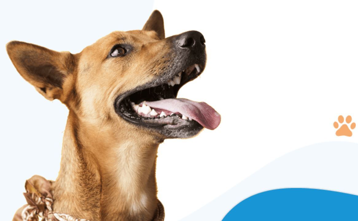 Petz anuncia compra da Zee.Dog por R$ 715 milhões; ações sobem mais de 5% na Bolsa