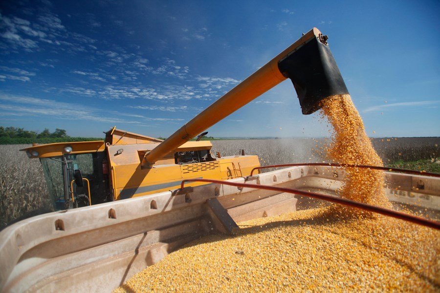 Safra de grãos deve cair com geadas e seca e pressionar preços de alimentos